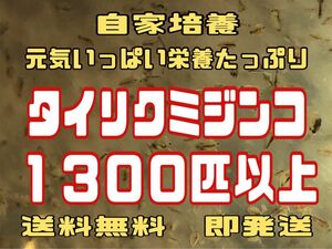 元気いっぱい栄養たっぷりタイリクミジンコ１３００匹以上　活ミジンコ　観賞魚等のエサに