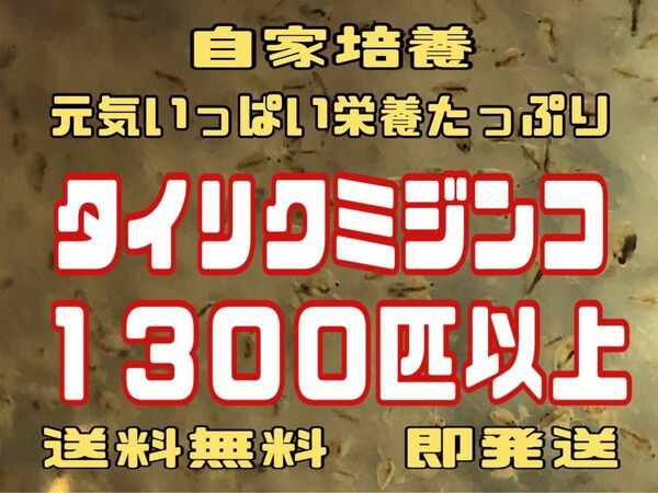 元気いっぱい栄養たっぷりタイリクミジンコ１３００匹以上　活ミジンコ　観賞魚等のエサに