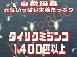 元気いっぱい栄養たっぷりタイリクミジンコ１４００匹以上　活ミジンコ　めだか等のエサに