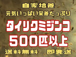 元気いっぱい栄養たっぷりタイリクミジンコ５００匹以上　活ミジンコ　めだか等のエサに