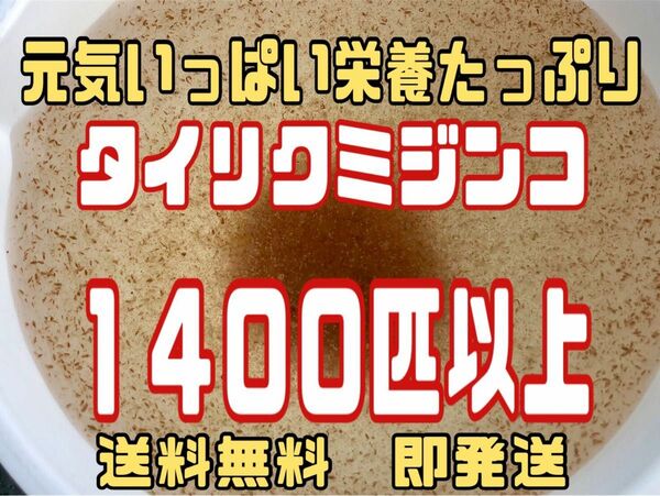 元気いっぱい栄養たっぷりタイリクミジンコ１４００匹以上　活ミジンコ　観賞魚等のエサに