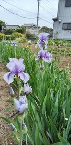  german Iris луковица голубой бесплатная доставка 5