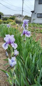  german Iris луковица голубой бесплатная доставка 