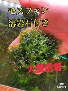 モスファン溶岩石付き　大量活着