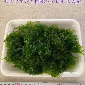 モスファンと南米ウィロモス　大量