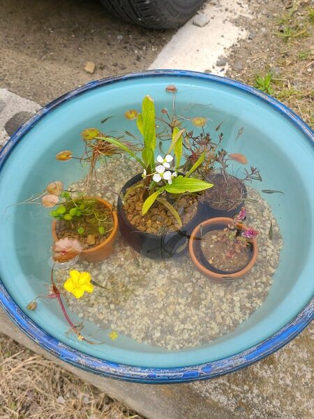 メダカビオトープ　水草セット