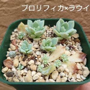 プロリフィカ×ラウイ　葉挿し苗　 多肉植物