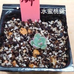 水蜜桃錦　小苗　多肉植物