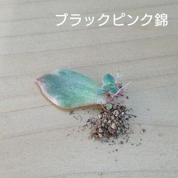 ブラックピンク錦　葉挿し苗 多肉植物