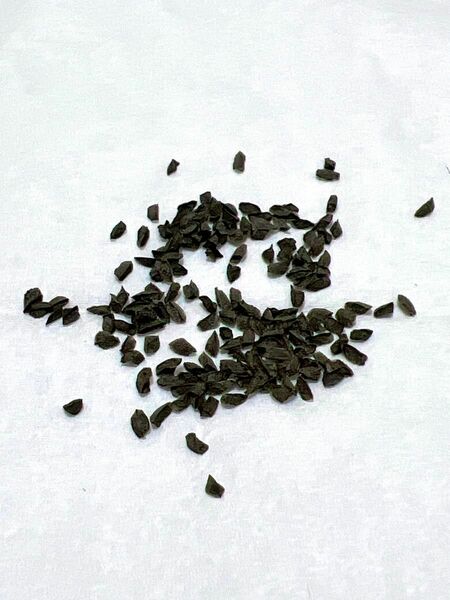 ハオルチア ブラックオブツーサ×ハオルチアの何か…種子 10粒