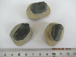化石　デヴォン紀の三葉虫ファコップ　レプリカ　3体　66g　モロッコ