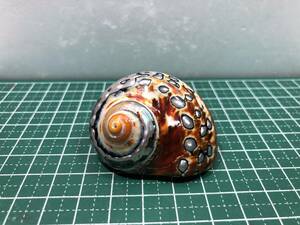 oka hermit crab . change for @. beautiful ryuuo light gai( large )(N8)