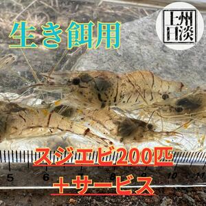 [群馬県産] ★スジエビ★200匹セット＋数匹サービス 生餌用 観賞用 日淡 アクアリウム