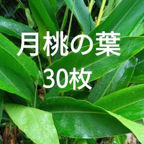 無農薬　月桃の葉　30枚以上　サンニン　アロマ　ハーブ　観葉植物　化粧水　エッセンシャルオイル　