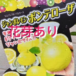 ジャンボレモン　ポンデローザ　挿し木苗1本　果樹　檸檬　常緑樹　レモン苗木　シンボルツリーレモンの苗木ガーデニングみかん苗木柑橘類