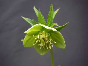 [. kind Christmas rose * vi litis seedling ]