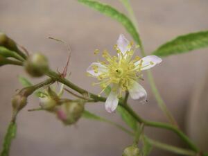 珍種！！【ショウノスケバラ(庄之助薔薇)】検索→山野草 薔薇 原種バラ オールドローズ 斑入り