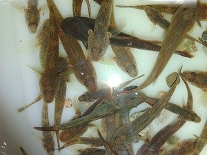 肉食魚の生餌などに　2～4cm程度のヨシノボリ等の底物 （幼魚）50匹　即決！！