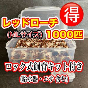 ML レッドローチ 1000匹＋10%＋10%＋10%(死着保証) 激安レッドローチ 送料無料