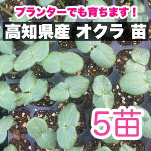 5本 オクラ 苗 野菜 即購入OK at'