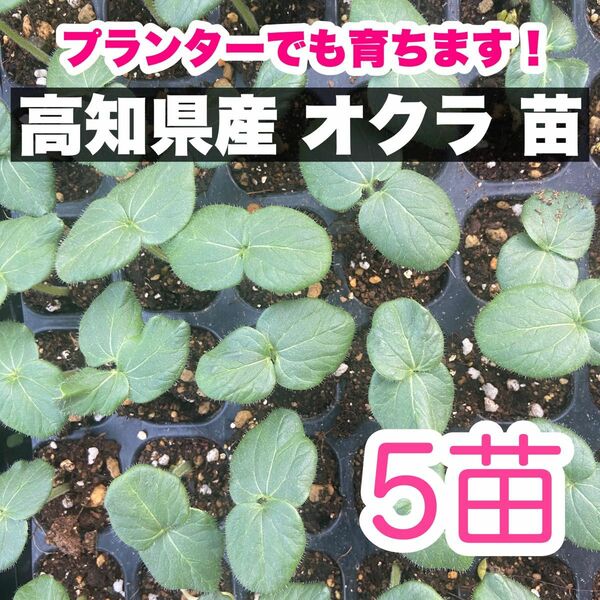 5本 オクラ 苗 野菜 即購入OK at'