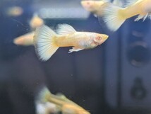 【魚煎】国産RREAフルプラチナ若魚５ペア★自家繁殖_画像1