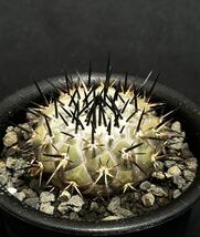 扁平　美株　コピアポア 黒王丸　接降ろし　短台　発根済み　Copiapoa cinerea サボテン　黒王丸　多肉植物_画像6