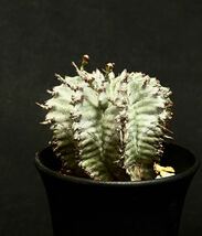 実生　ユーフォルビア ホリダ Euphorbia サボテン 多肉植物 塊根　コーデックス 塊茎　ワイルド株_画像1