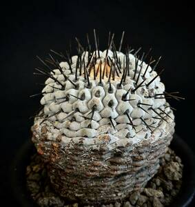 現地球　山木　コピアポア コルムナアルバ 孤竜丸　Copiapoa cinerea var. columna-alba 根有　コピアポア　サボテン　黒王丸