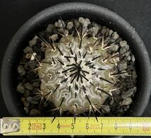 扁平　美株　コピアポア 黒王丸　接降ろし　短台　発根済み　Copiapoa cinerea サボテン　黒王丸　多肉植物_画像5