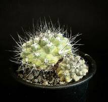 レア種　実生　古株　コピアポア　マリティマ Copiapoa maritima 2頭　サボテン 多肉植物　黒王丸 _画像4