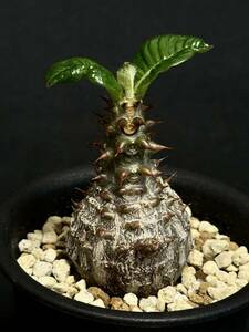 実生　パキポディウム ウィンゾリー Pachypodium baronii var. windsorii ① 美株