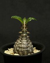 実生　パキポディウム ウィンゾリー Pachypodium baronii var. windsorii ① 美株_画像2