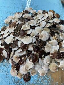 5 month fully sale! baby scallop 10 kilo Hokkaido . fire . production!