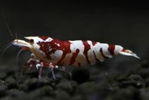 【M-shrimp】タイガービー(太極累代) 3匹(オス1匹、メス2匹内抱卵1匹)_画像3