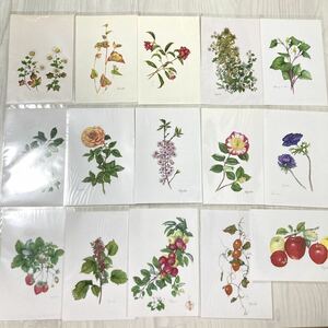 ポストカード 植物 植物画 果物 15枚 未使用 保管品 絵葉書 青木田鶴子先生 コレクション ディスプレイ 紙物 