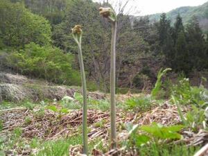 天然わらび☆ 蕨　1kg～木灰付 【天然山菜】北信州産地直送 2024ｂ