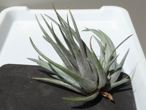 ティランジア ウェベリ クランプ Tillandsia weberi チランジア