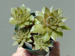 センペル センペルビブム アルケミスト Sempervivum 'Alchemist'