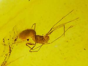 #8145 white .. insect entering Bill ma amber ..( bar my to insect fossil amber )