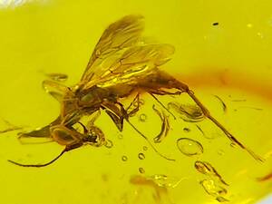 #8134 white .. insect entering Bill ma amber cool . bee (se wart u?)( bar my to insect fossil amber )