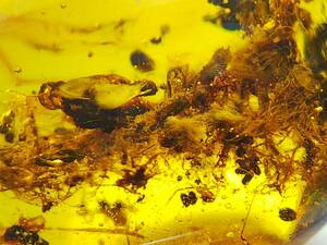 #8156 white .. insect entering Bill ma amber . thread ( mold ). insect ...( bar my to insect fossil amber )