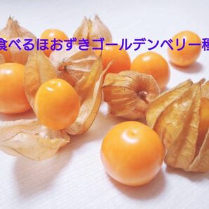 食用　ほおずき　種　50粒以上 北海道