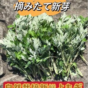 天然よもぎ　農薬不使用！新鮮よもぎ約250g（増量中）摘みたて新芽 薬草 よもぎ 若葉苗 ヨモギ 増量サービス中