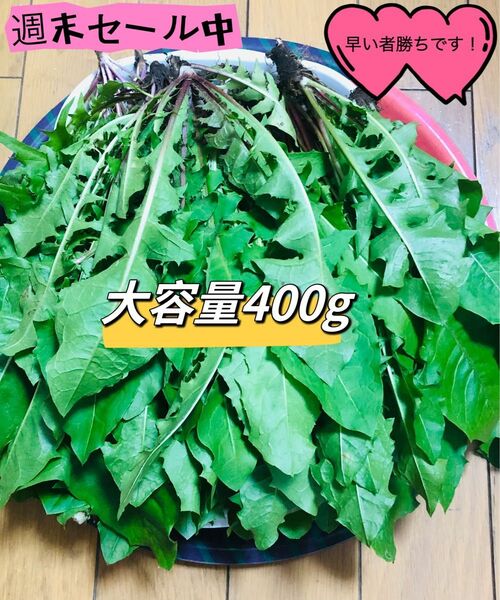 週末セール！新鮮 タンポポ 400g 天然自然栽培　無農薬たんぽぽ 新鮮野草タンポポ蒲公英 1人限定