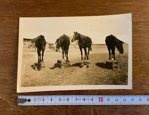 LL-7677 ■送料込■ 馬 4頭 写真 古写真 古書 印刷物 戦前 レトロ 軍馬 牧場 /くYUら