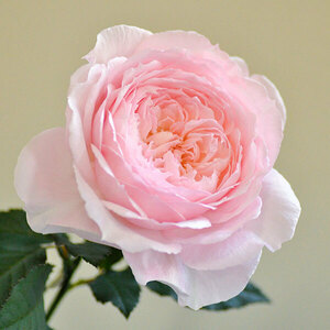 みさき 蕾付き 美咲 切り花品種 香りの 和バラ 桜色の 房咲き ３年目の 薔薇 挿し木苗 秋も咲く 強香 花持ち良い。スリット鉢 のまま発送