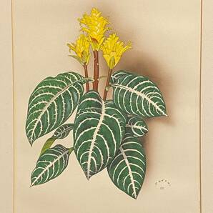 「真作」里見宗次 絵画 アフェランドラ Aphelandra 植物 アクリル画 額装の画像3