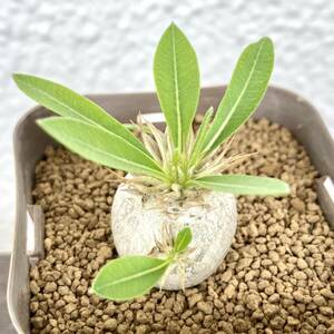 パキポディウム・エニグマチカムPachypodium enigmaticum 2号 / 実生株 / 塊根植物 コーデックス 多肉植物