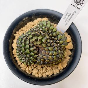 マルチヘッド！多肉植物　サボテン　ギムノカリキウム・トゲ無し牡丹玉綴化　実生　Gymnocalycium thornless inermis (No spine)